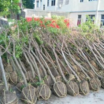 求购桃树苗木，常年批发供应桃树价格优惠，沭阳桃树基地大量