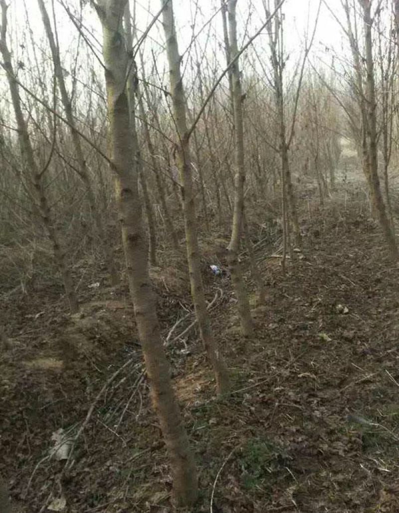 求购桃树苗木，常年批发供应桃树价格优惠，沭阳桃树基地大量