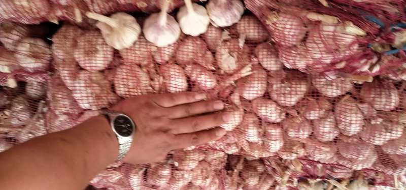 出售精品中大混级红蒜