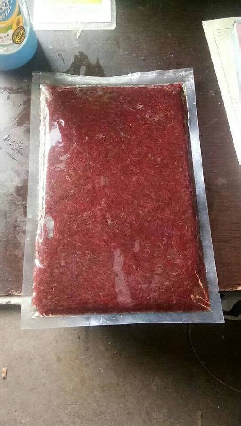 天津速冻新鲜大母虫观赏鱼红虫饲料鱼食