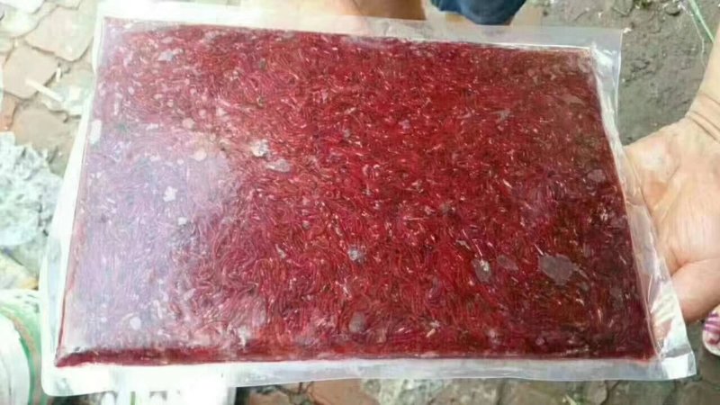 天津速冻新鲜大母虫观赏鱼红虫饲料鱼食