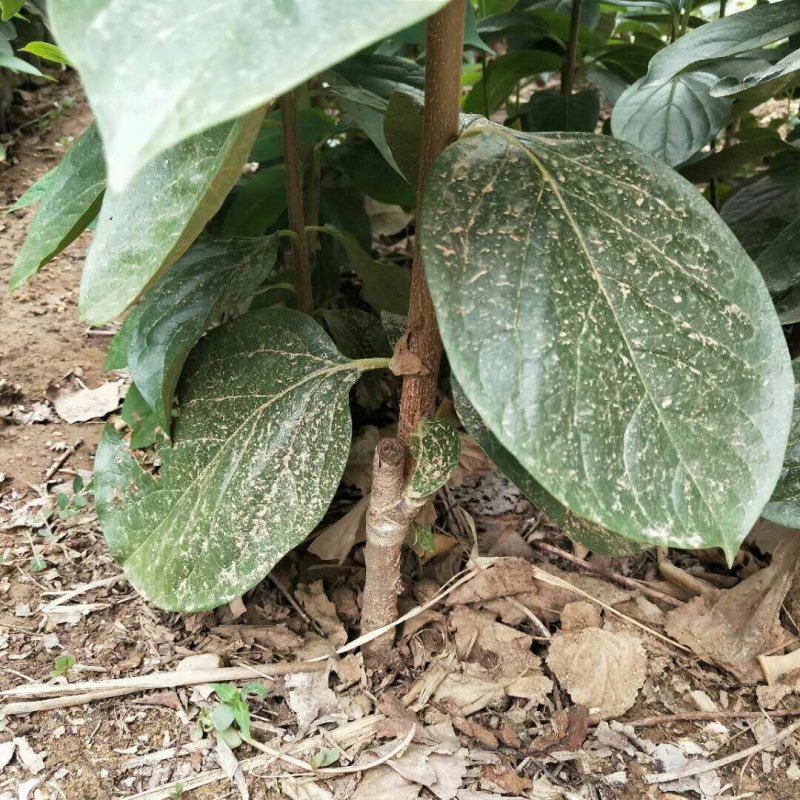 嫁接柿子苗，泰安柿子苗价格，品种柿子树苗批发价格