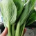 优选精品油菜大量上市