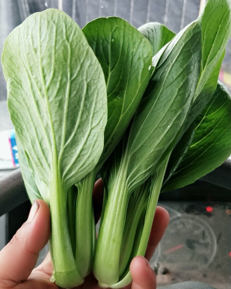优选精品油菜大量上市