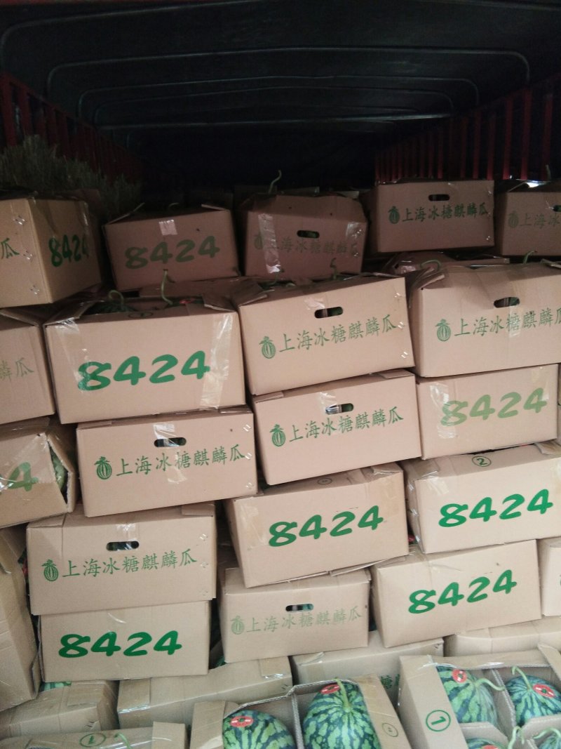 周口太康8424西瓜