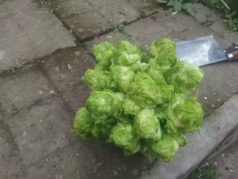 精品儿菜种子要的赶紧啦数量不多了