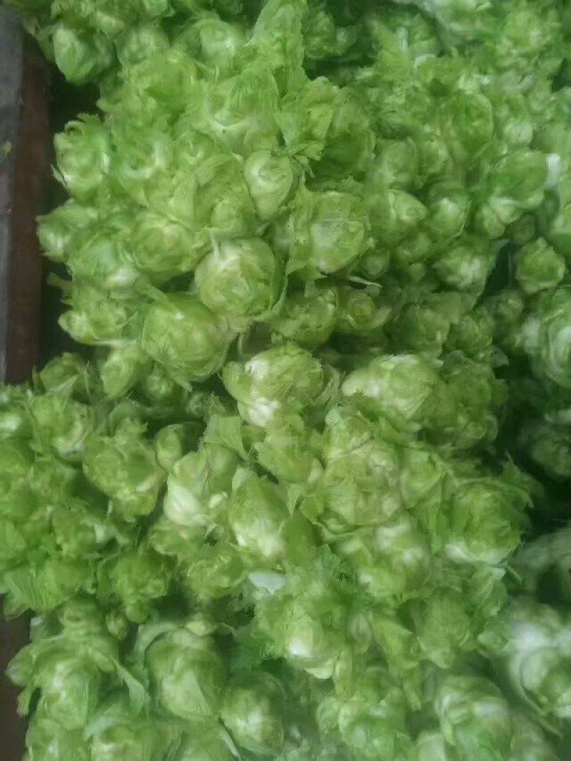 精品儿菜种子要的赶紧啦数量不多了