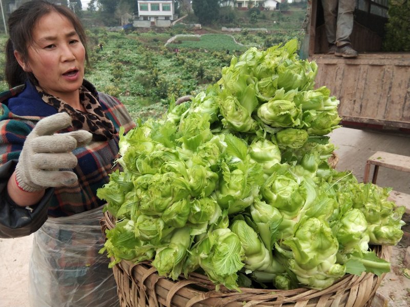 精品儿菜种子要的赶紧啦数量不多了