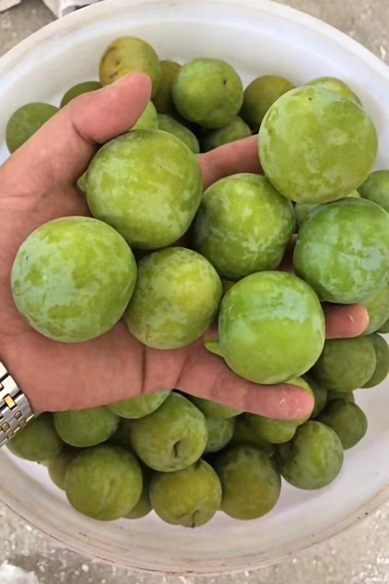 青脆李，脱骨李，口感脆甜，无涩味，市场电商的最爱