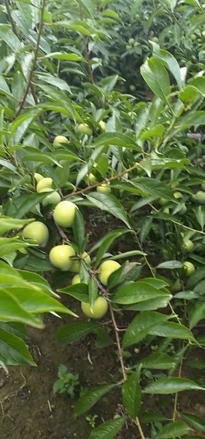 青脆李，脱骨李，口感脆甜，无涩味，市场电商的最爱