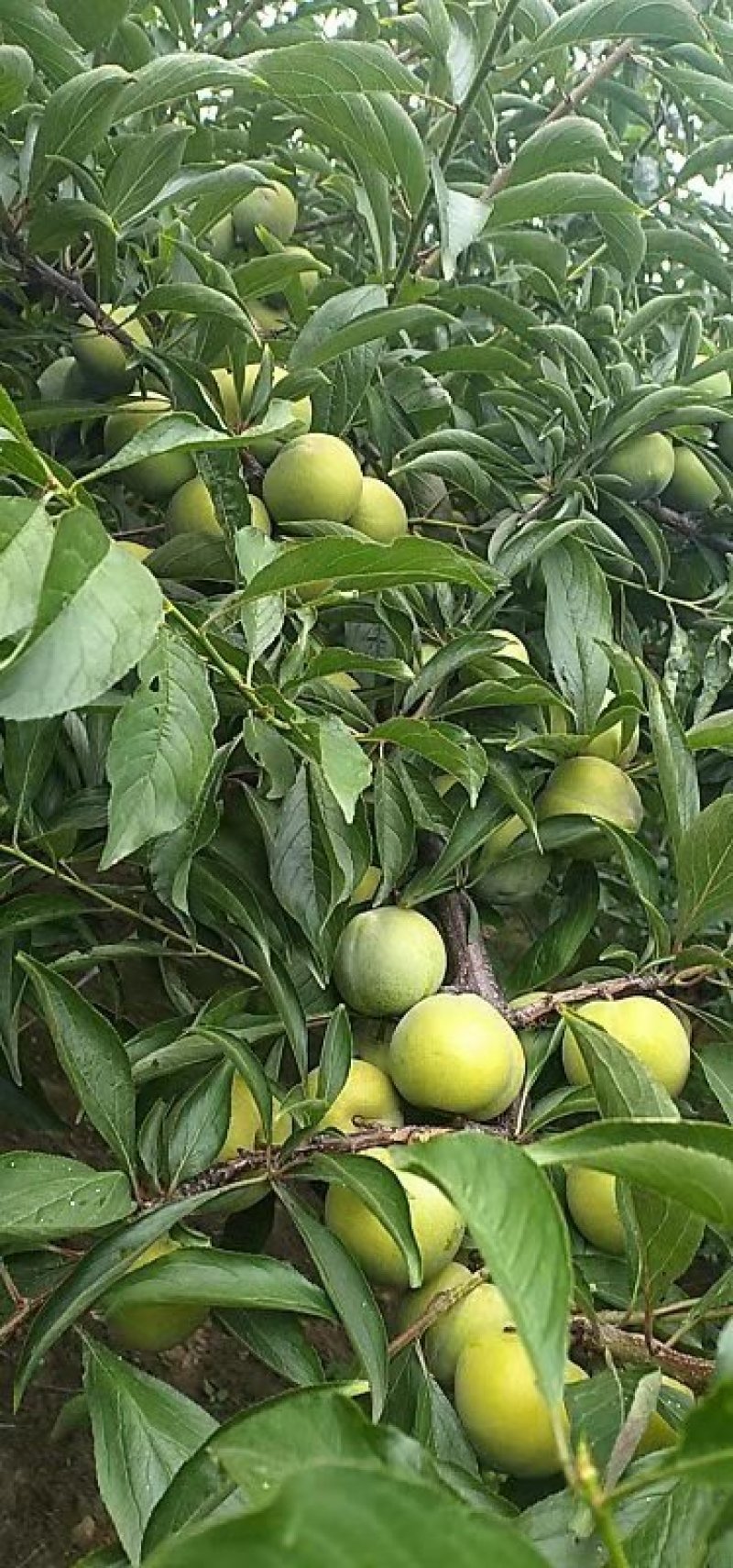 青脆李，脱骨李，口感脆甜，无涩味，市场电商的最爱