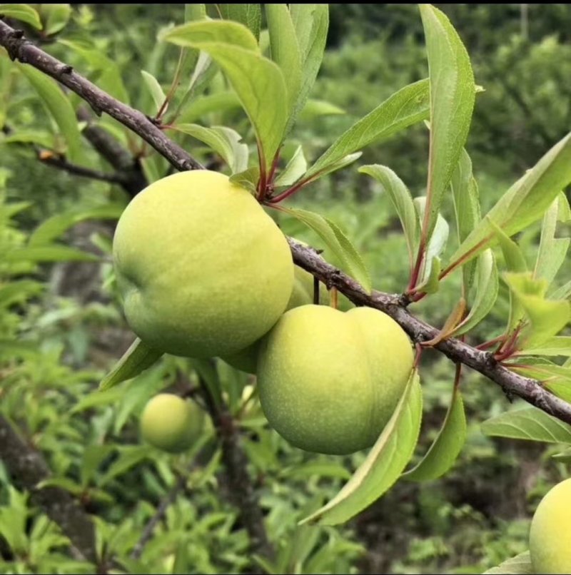 青脆李，脱骨李，口感脆甜，无涩味，市场电商的最爱