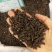 香附中药材香附大货批发
