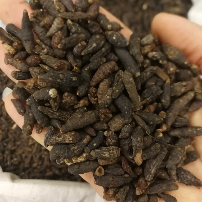 香附中药材香附大货批发
