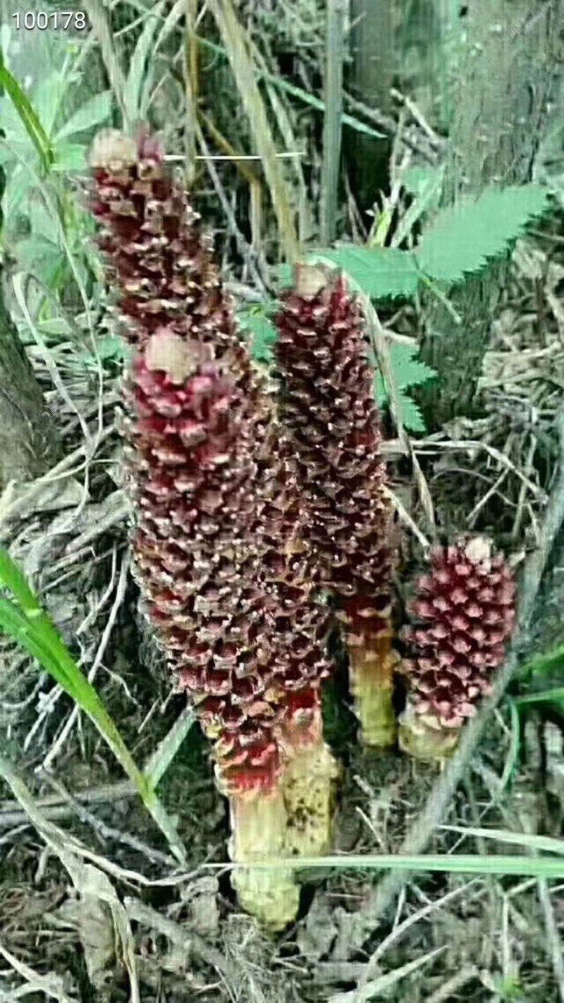 【泡酒神器一支包邮】长白山野生不老草草苁蓉东北三宝
