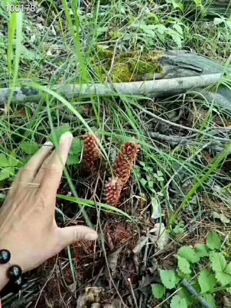 【泡酒神器一支包邮】长白山野生不老草草苁蓉东北三宝