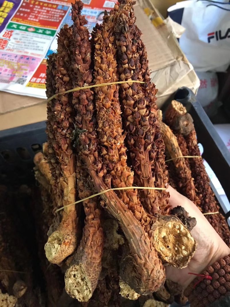 【泡酒神器一支包邮】长白山野生不老草草苁蓉东北三宝