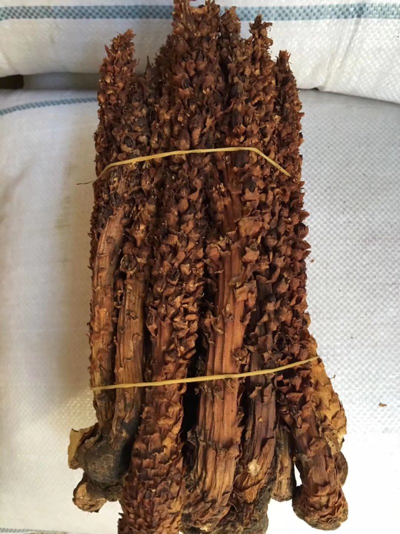 【泡酒神器一支包邮】长白山野生不老草草苁蓉东北三宝