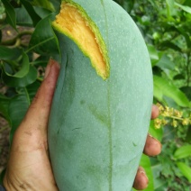 桂七香芒、甜蜜芳香味美