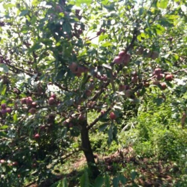 广东韶关翁源三华李