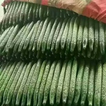 河北邯郸黄瓜大量上市，质量好，可以供应超市，加工厂电商