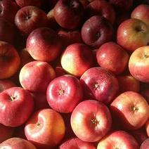 龙丰苹果产地大量！！！！！！！！！！！！！
