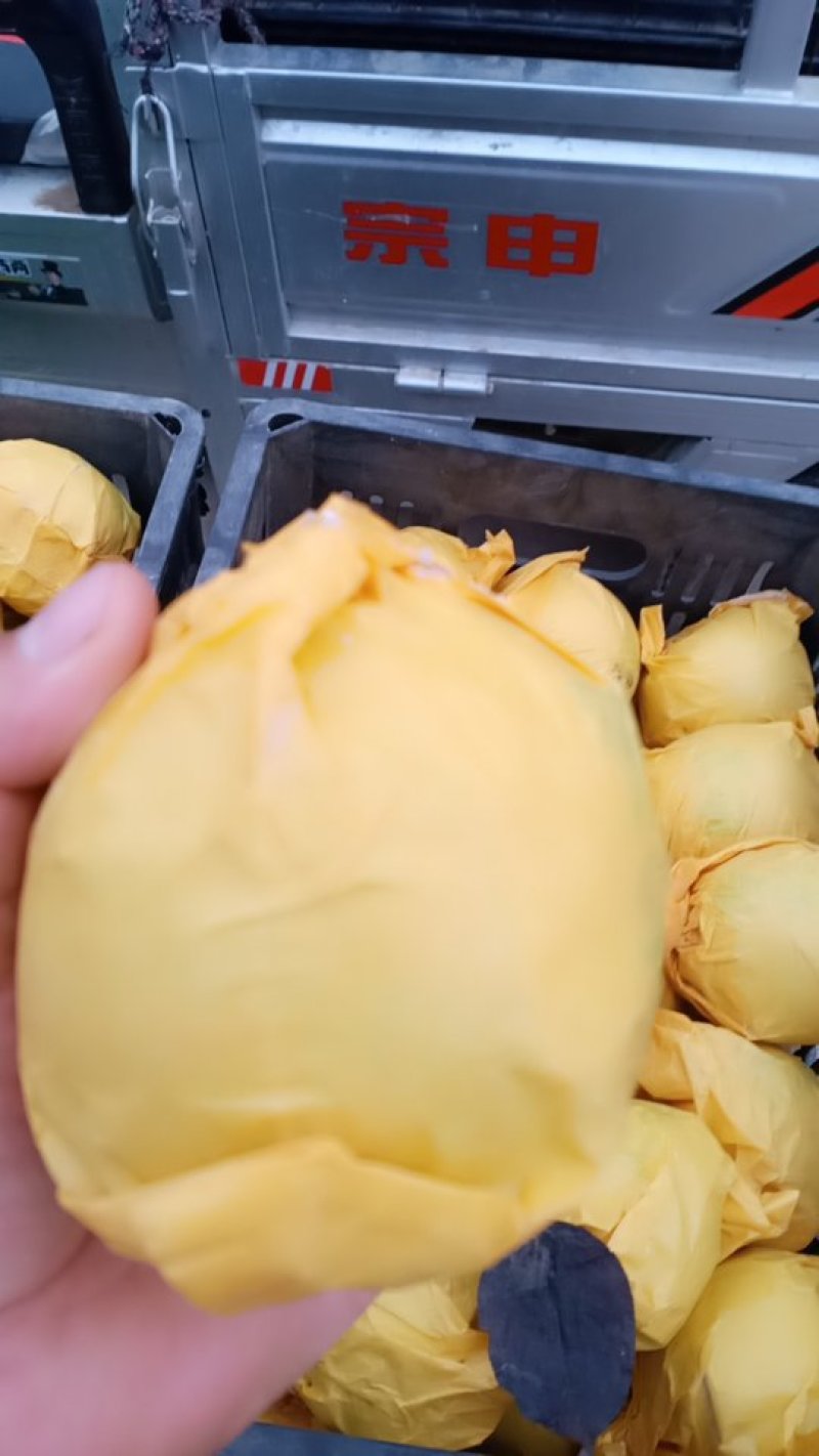 六两皇冠梨纸袋自然色