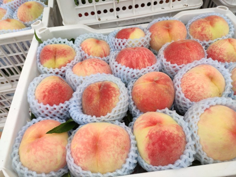 精品沙红桃个头大硬度口感甜度好，可全国走货，价格实惠