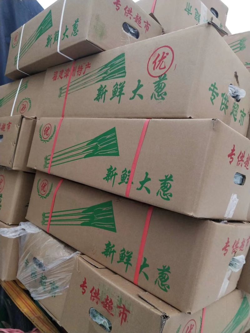 河北永年精品长白大葱大净葱2cm左右30~40cm