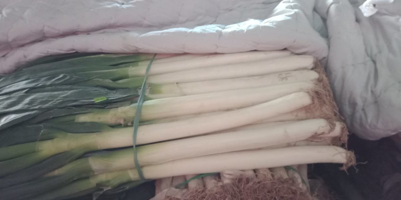 河北永年精品长白大葱大净葱2cm左右30~40cm