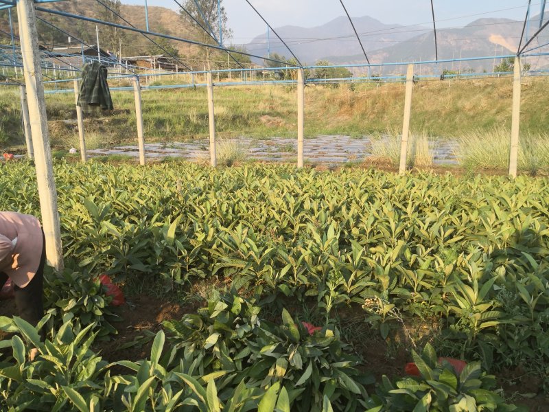 枇杷苗，早钟六号袋苗