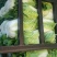 大白菜毛菜7斤以上