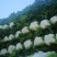大白菜毛菜7斤以上