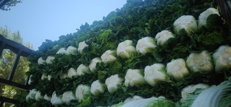 大白菜毛菜7斤以上