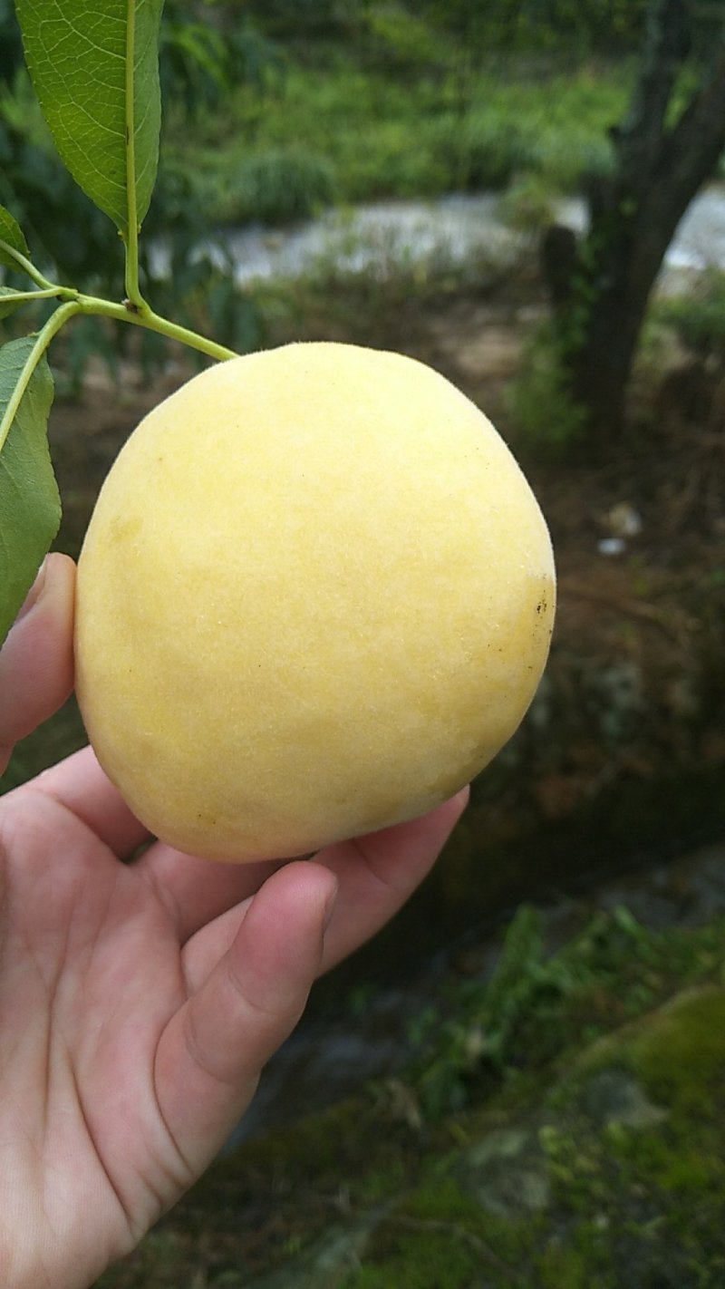 锦绣黄桃马上上市了
