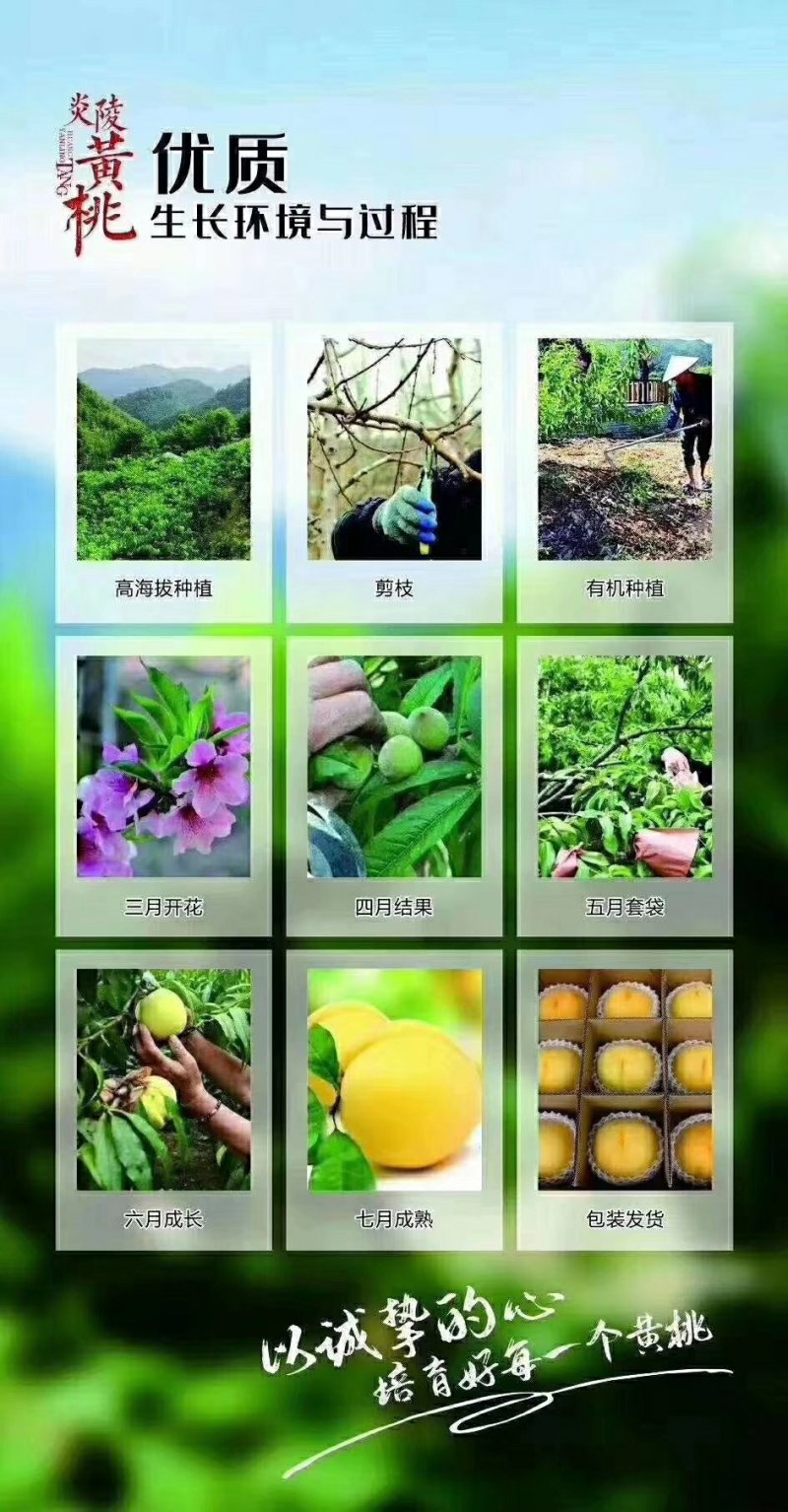 锦绣黄桃马上上市了