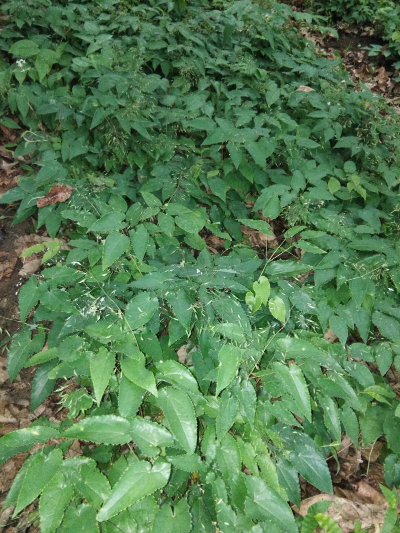 淫羊藿种苗秦岭山区基地直供，全国保湿邮寄