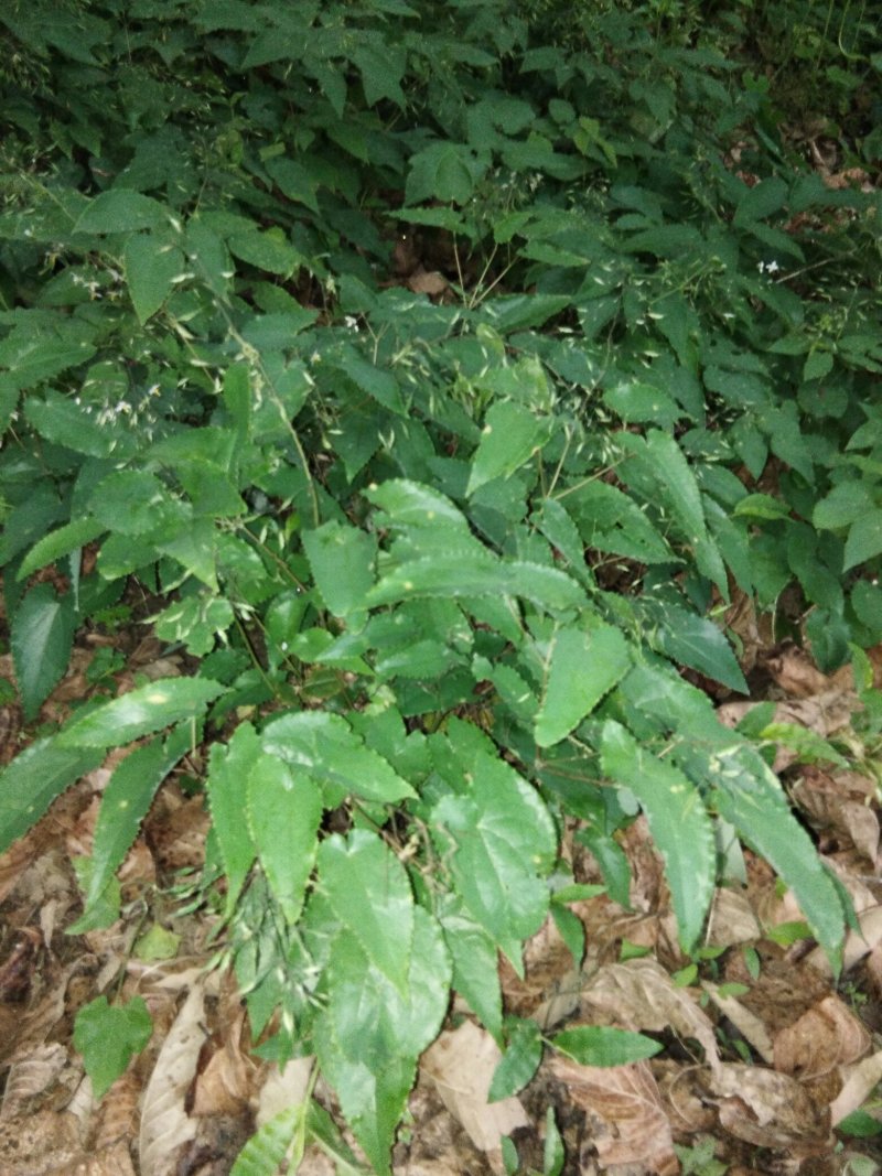 淫羊藿种苗秦岭山区基地直供，全国保湿邮寄