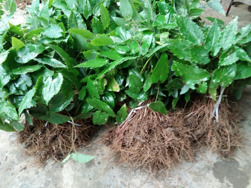 淫羊藿种苗秦岭山区基地直供，全国保湿邮寄
