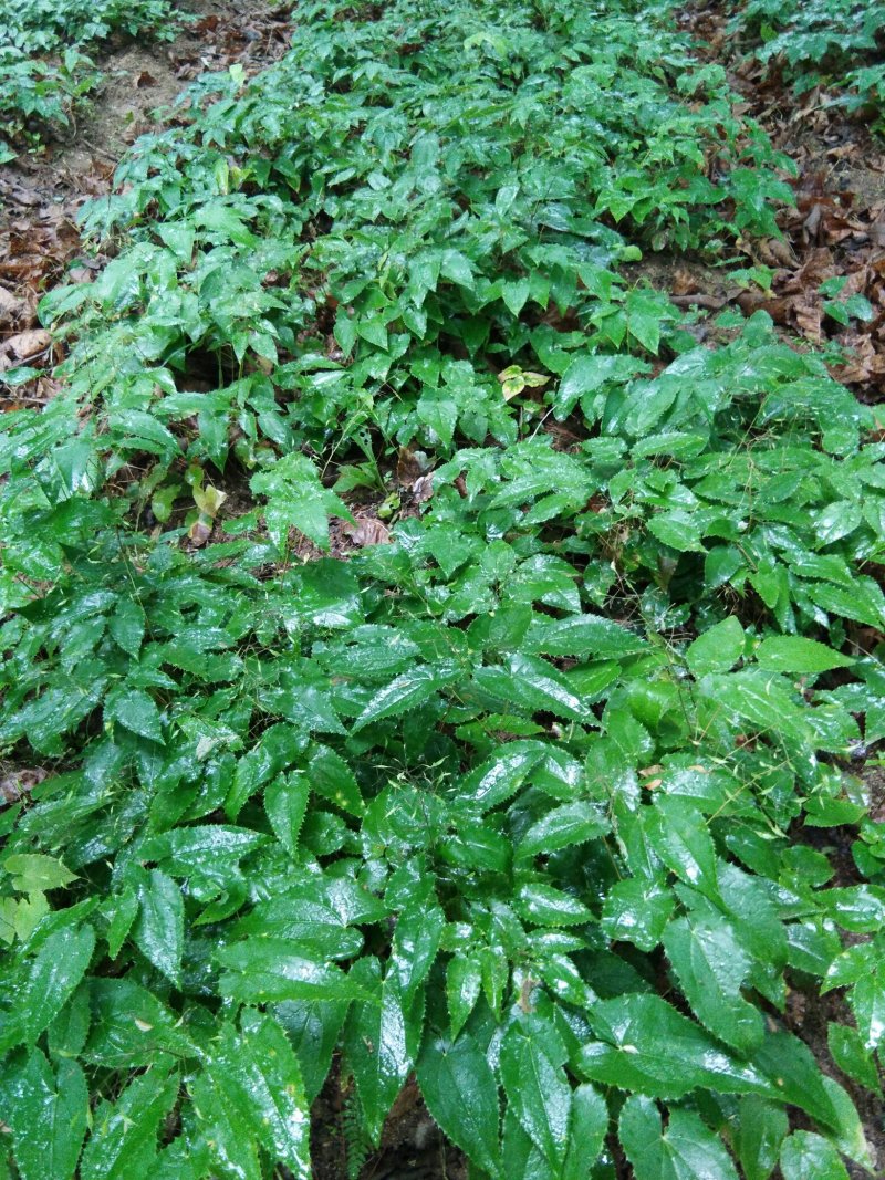 淫羊藿种苗秦岭山区基地直供，全国保湿邮寄