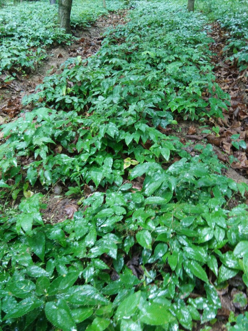 淫羊藿种苗秦岭山区基地直供，全国保湿邮寄