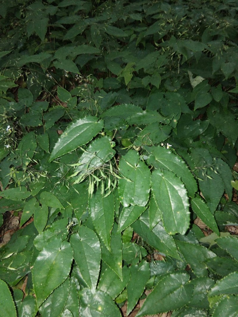 淫羊藿种苗秦岭山区基地直供，全国保湿邮寄