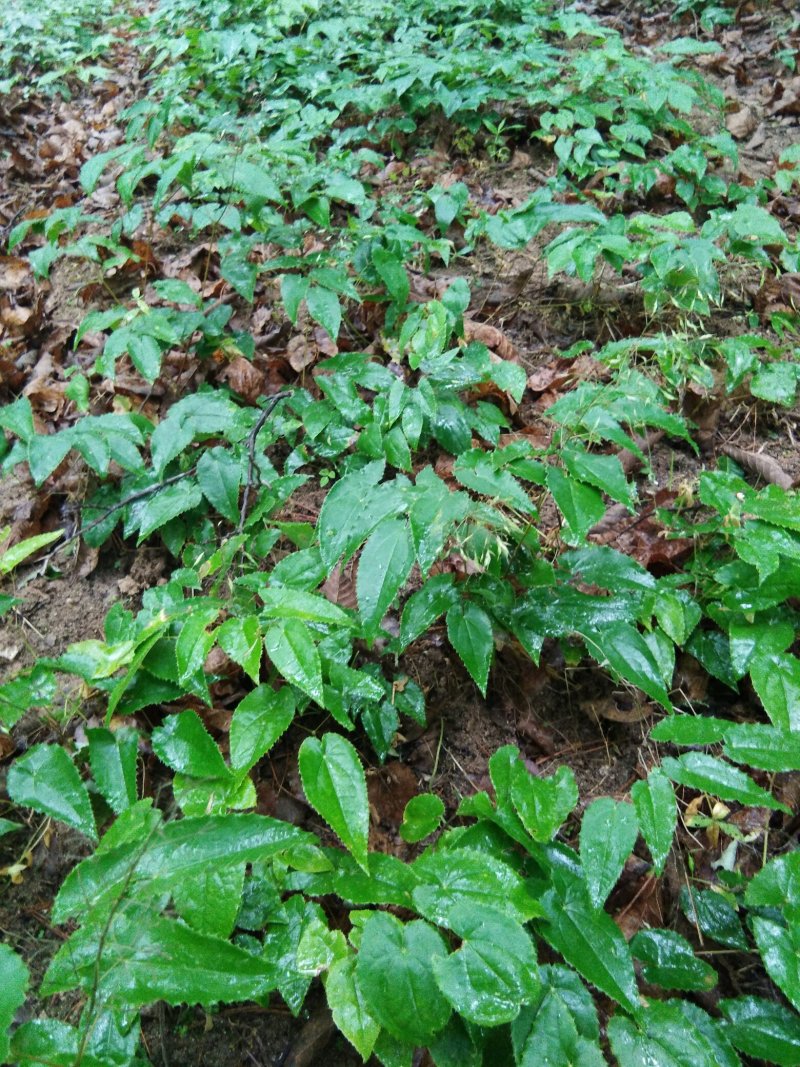 淫羊藿种苗秦岭山区基地直供，全国保湿邮寄