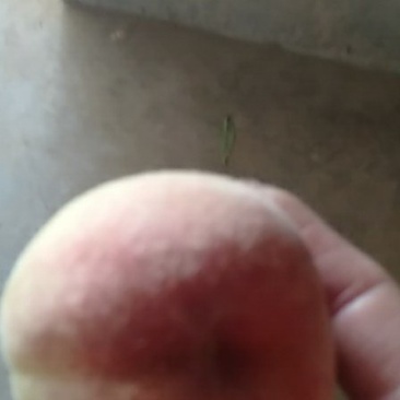 美翠，方甜早生毛桃