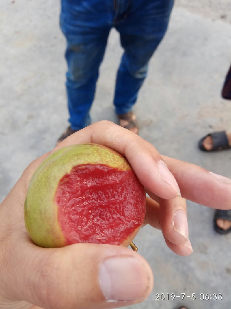 芙蓉李，红心李，口感佳，货量足！