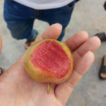 芙蓉李，红心李，口感佳，货量足！