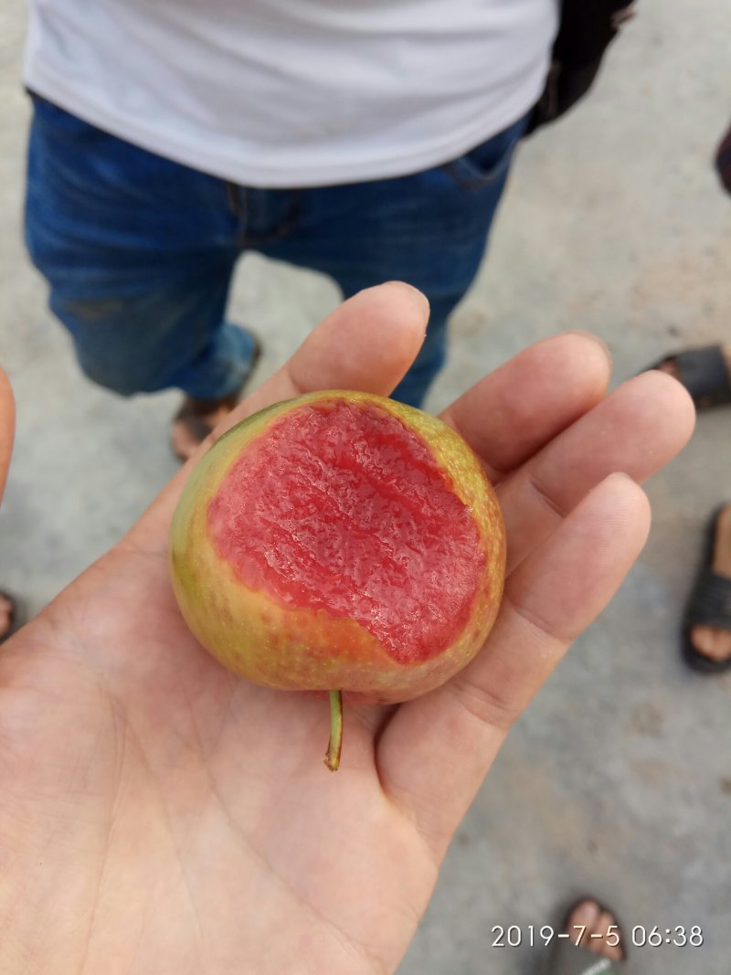 芙蓉李，红心李，口感佳，货量足！