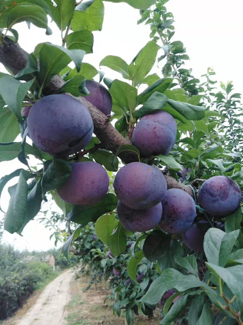 黑布林李子，黑总统李子，黑巨李，供应，品质好，耐运输