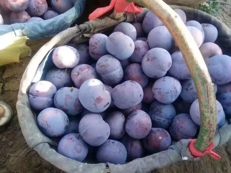 黑布林李子，黑总统李子，黑巨李，供应，品质好，耐运输