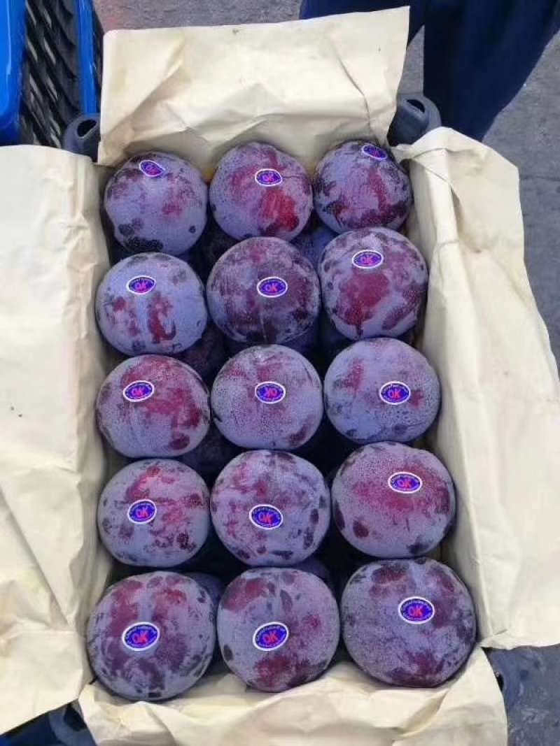 黑布林李子，黑总统李子，黑巨李，供应，品质好，耐运输